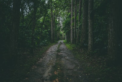 森林中央的灰色走道